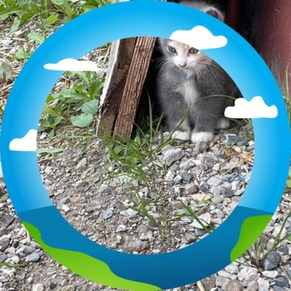 Meet your Posher, Poco - Picture 1 of 1